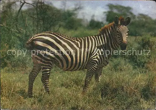 Zebra  Kat. Tiere