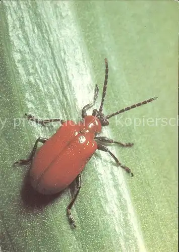 Insekten Lilienhaehnchen Lilioceris lilii Kat. Tiere