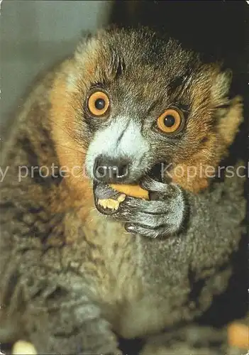 Tiere Mongoz Maki 125 Jahre Zoo Dresden Kat. Tiere