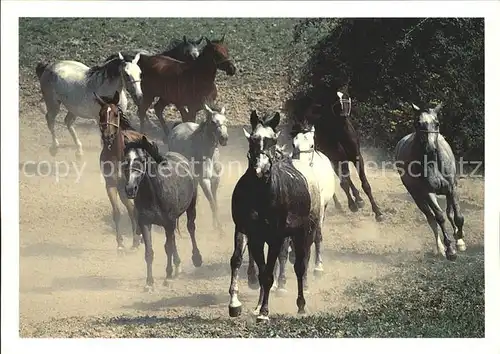 Pferde Narodny zrebcin Topolcianky statny podnik Kat. Tiere