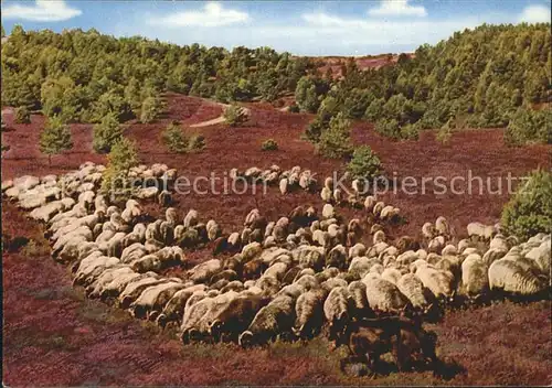 Schafe Heidschnucken Lueneburger Heide Kat. Tiere