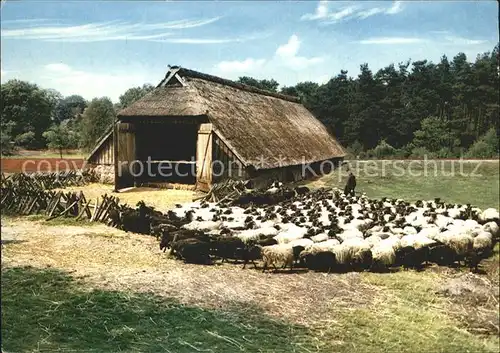 Schafe Schfstall Lueneburger Heide  Kat. Tiere