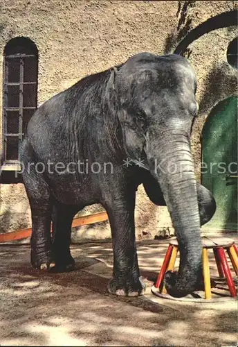 Elefant  Kat. Tiere