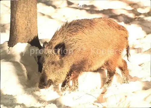 Schweine Bache  Kat. Tiere