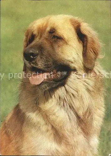 Hunde Leonberger Kat. Tiere