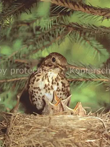 Voegel Singdrossel Nest Kat. Tiere