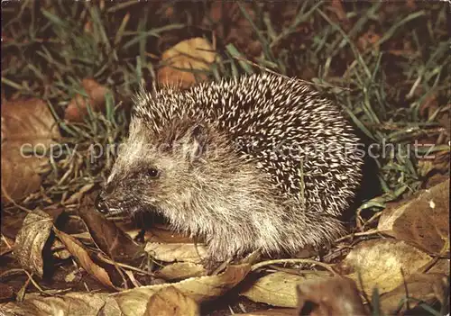 Igel Tiere  Kat. Tiere