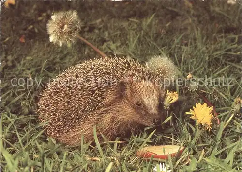 Igel Tiere  Kat. Tiere