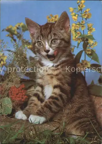 Katzen  Kat. Tiere