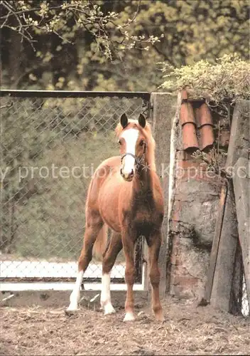 Pferde Fohlen Wladyslaw Zdanowicz Kwidzyn Kat. Tiere