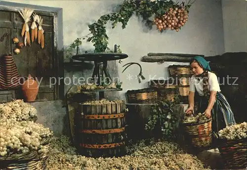 Ernte Landwirtschaft Nach der Traubenernte Griechenland  Kat. Landwirtschaft