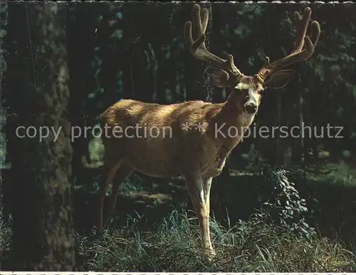 Hirsch Mule Deer Wyoming Mountains Kat. Tiere