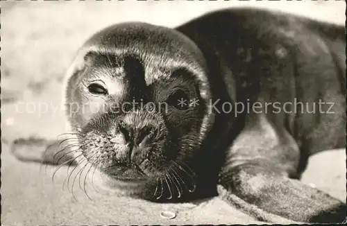 Seehunde Robben Langeoog  Kat. Tiere