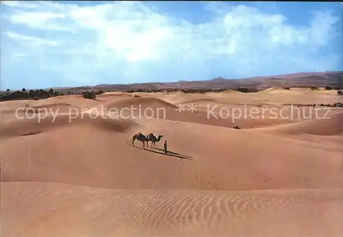 Kamele Maspalomas Gran Canaria Duene Kat. Tiere