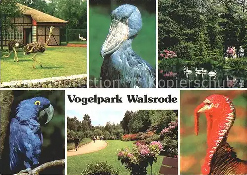 Voegel Vogelpark Walsrode Papagei Strauss  Kat. Tiere