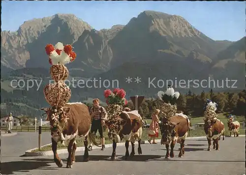 Kuehe Almabtrieb Bayerische Alpen  Kat. Tiere