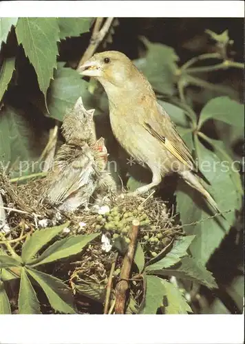 Voegel Gruenling Nest Kat. Tiere