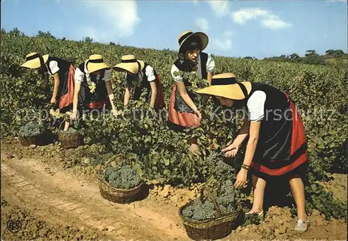 Ernte Landwirtschaft Trauben Weinlese Vendanges Languedoc Kat. Landwirtschaft