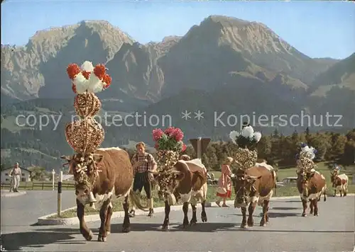 Kuehe Almabtrieb Bayerische Alpen  Kat. Tiere