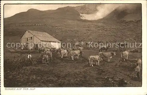 Kuehe Morgen auf der Alp Schweiz Kat. Tiere