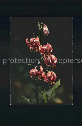 Blumen Tuerkenbund Lilium Martagon Kat. Pflanzen