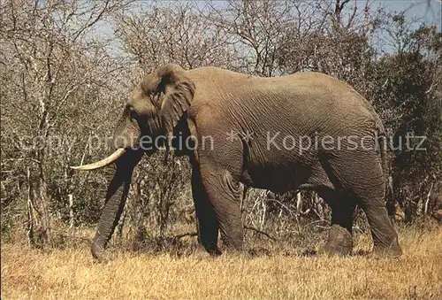 Elefant Afrika Kat. Tiere