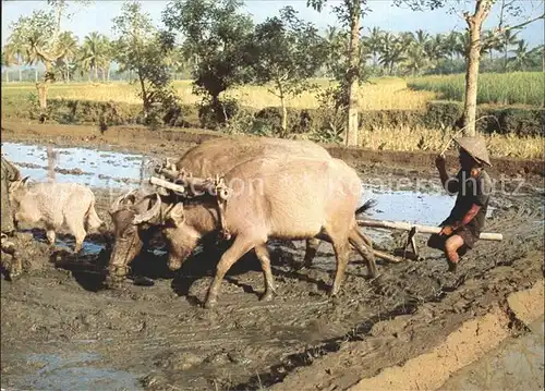 Landwirtschaft Pflug Indonesien Ploughing ricefields Malang East Java  Kat. Landwirtschaft