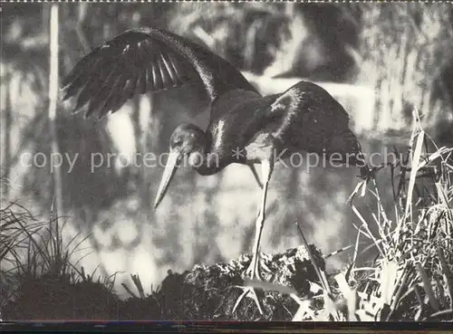 Storch Schwarzstorch Cigogne noire Kat. Tiere
