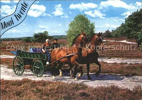 Pferde Pferdewagen Twente Holland  Kat. Tiere