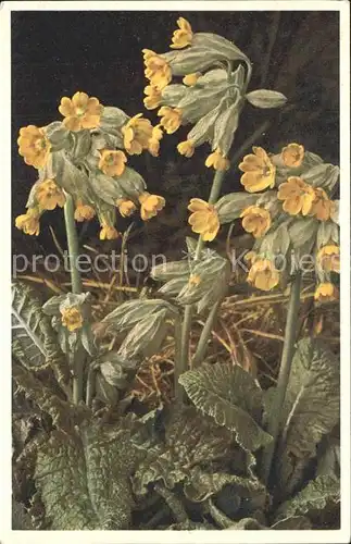 Blumen Schluesselblume Primula veris / Pflanzen /