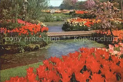 Blumen Tulpen Tulipshow Frans Roozen Vogelenzang Holland  / Pflanzen /