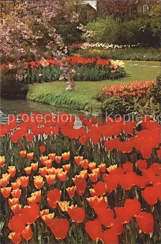 Blumen Tulpen Tulipshow Frans Roozen Vogelenzang Holland  / Pflanzen /