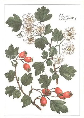 Blumen Weissdorn Zeichnung Christiane Gottschlich / Pflanzen /
