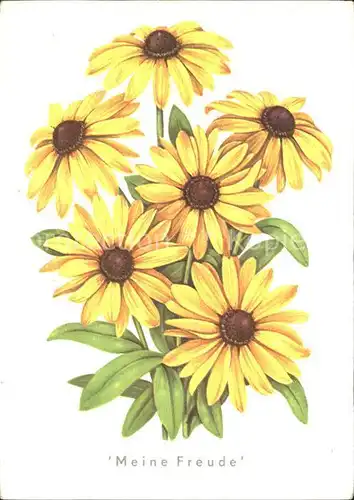 Blumen Sonnenhut Rudbeckia hirta / Pflanzen /