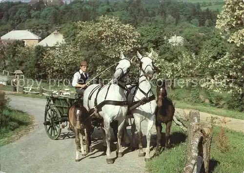 Pferde Pferdewagen Pfingsten Kat. Tiere