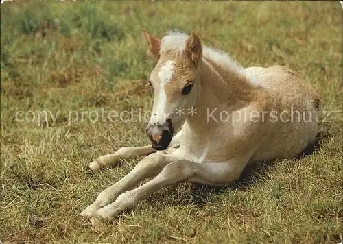 Pferde Fohlen  Kat. Tiere