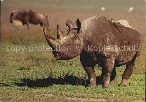 Nashorn Spitzmaulnashorn Kat. Tiere