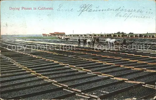 Ernte Landwirtschaft Drying Prunes California Pflaumen doerren Kat. Landwirtschaft