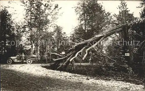 Regimente LIR 122 3. Kompanie Auto Baum  Kat. Regimente