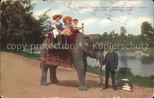 Elefant Indian Elephant Gunda New York Zoological Park  Kat. Tiere