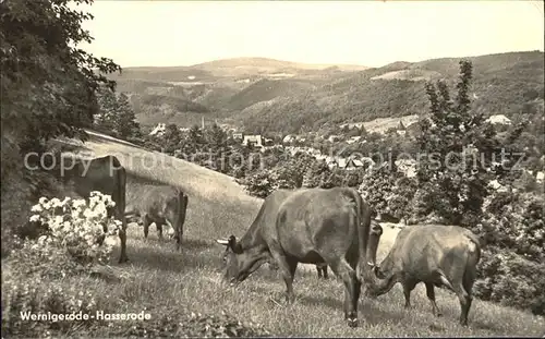 Wernigerode Hasserode Kuehe auf der Weide Kat. Wernigerode