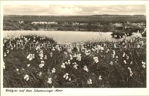 Schwenningen Neckar Moor Wollgras Kat. Villingen Schwenningen