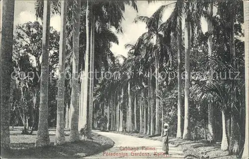 Kandy Sri Lanka Cabbage Palms Feradeniya Gardens / Kandy /