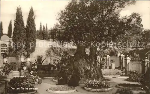 Palaestina Garten Gethsemane Kat. Israel