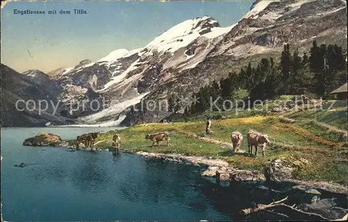 Engstlensee Stausee mit Titlis Kuehe Urner Alpen Kat. Innertkirchen