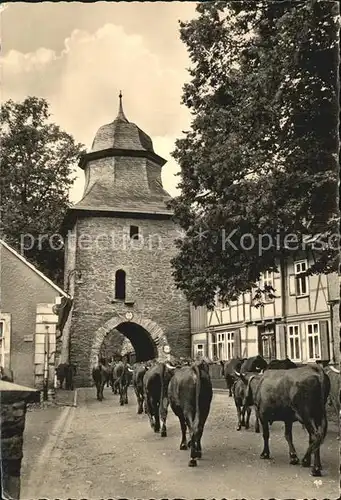 Stolberg Harz Rittertor Kuhherde Kat. Stolberg Harz