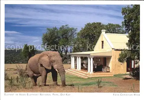Suedafrika Southafrica RSA Elefant Addo Elephant National Park  Kat. Suedafrika