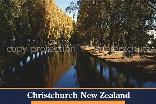 Christchurch Canterbury Autumn Poplar trees on the banks of the Avon River Kat. Christchurch