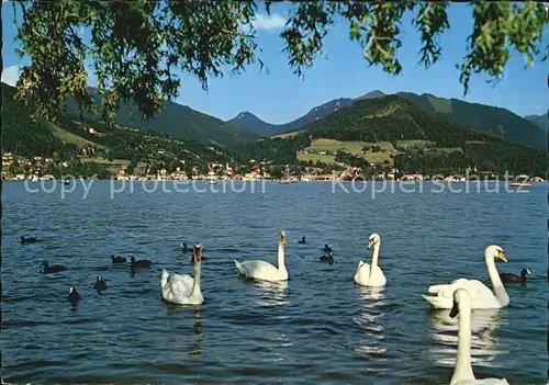 Tegernsee Seepanorama Schwaene Kat. Tegernsee