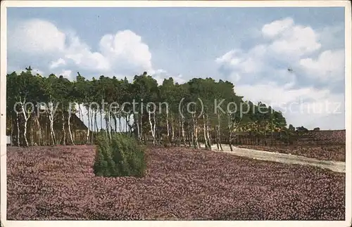 Lueneburger Heide Heidelandschaft Kat. Walsrode